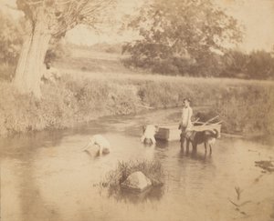 Three Children and a Dog Playing in the Creek