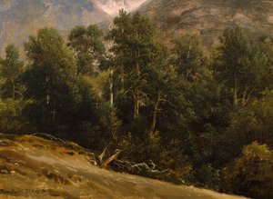 Forest in Romsdal