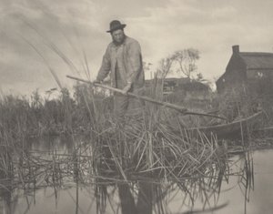 Cutting the Gladdon, 1886