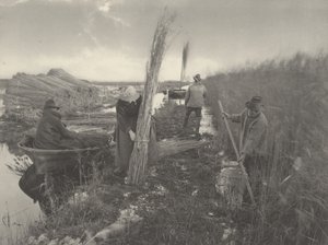 During the Reed-Harvest, 1886