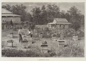 A Queensland Apiary by Thomas Harrington Wilson