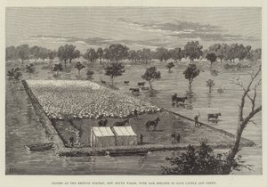 Floods at the Brewon Station, New South Wales, with Dam Erected to Save Cattle and Sheep