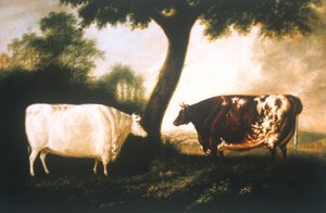 Two Shorthorn Cattle by Thomas Harrington Wilson