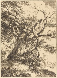 Old Tree