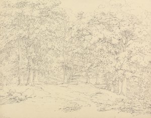 Trees in Ashtead Park, Surrey
