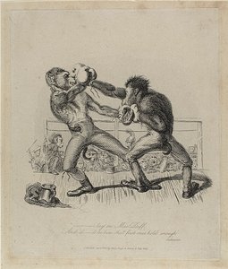 Monkeys Boxing, from Monkey-ana