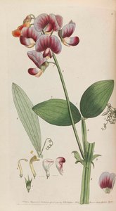 Flora rustica
