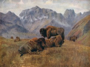 Buffalo in Summer-time, on Bow Range, near Banff by Thomas Mower Martin