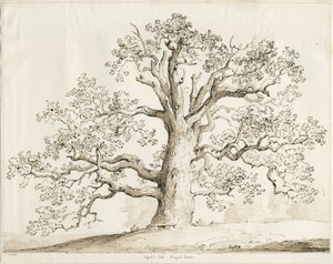 Blithfield - Squitch Oak by Thomas Peploe Wood
