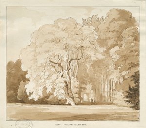 Ingestre - a study of trees by Thomas Peploe Wood