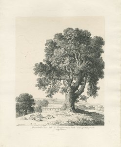 Shugborough Park - Ash Tree by Thomas Peploe Wood