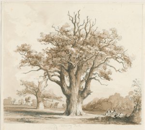 Teddesley Hall - Oak Trees (pencil and wash drawing, Nov 1842) by Thomas Peploe Wood