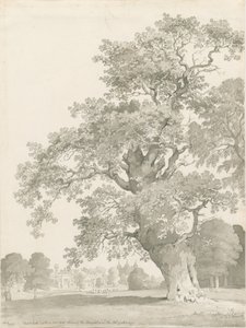 Tixall - Oak Tree by Thomas Peploe Wood