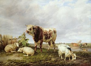 Cattle in the Meadow