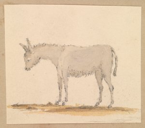 Study of a Donkey, c.1820 by Thomas Streatfeild