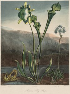 The Temple of the Flora: American Bog Plants by Thomas Sutherland