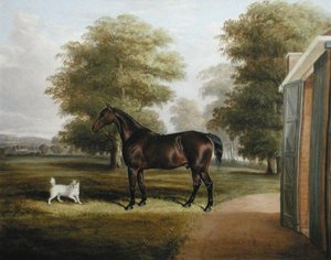 A Bay Horse with a Terrier