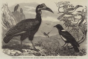 Abyssinian Hornbill, White-Necked Crow, and Small Hornbill, in the Gardens of the Zoological Society, Regent
