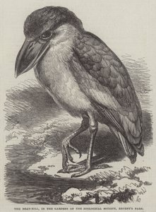 The Boat-Bill, in the Gardens of the Zoological Society, Regent
