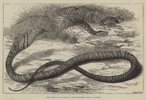 The Snake-Eating Serpent in the Zoological Society