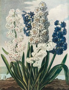 Hyacinths