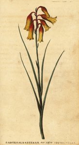 Christmas bells, Blandfordia nobilis by Thomas Watling