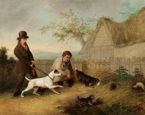 Rat Catching