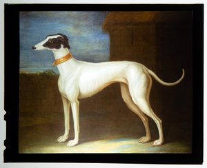 A Favourite Greyhound by Thomas of Pall Mall Butler