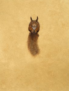 Leaping Red Squirrel