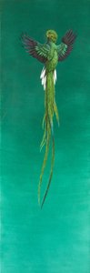 Quetzal by Tim Hayward