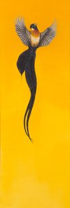 Soar; Yellow