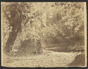 Jungle Scene: View of Thatched Hut of Palm Fronds, Isthmus of Darién (Panama) by Timothy H. OSullivan