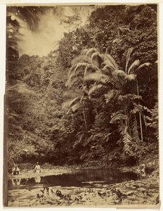 [Jungle Scene with Palm Trees and Other Thick Foliage, Darién Expedition, Isthmus of Panama] by Timothy H. O