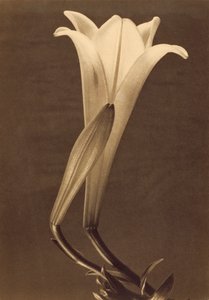 Lily