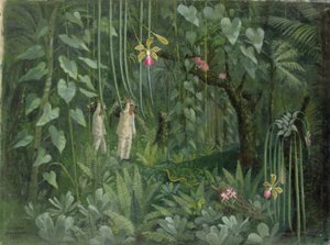 Orchid Hunters of Brazil