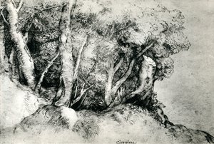 Forest Landscape