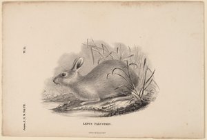 Marsh Hare