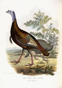 Wild Turkey, Male and Female, 1808-1814 by Titian Ramsey Peale