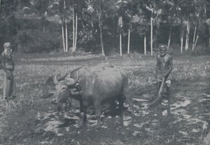 Cultivating Rice