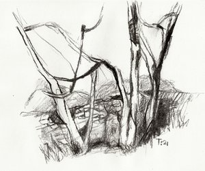 Bare Forest Sketch