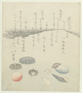 Round Red and Blue Shell with Smaller Shells