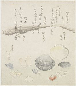 Forgotten Shell, Plum Blossom Shell, and Cherry Shell (A Series of Shells) by Totoya Hokkei
