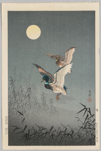 Tokyo Views: Ducks