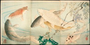 Carp with Wisteria by Tsukioka Yoshitoshi