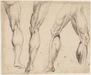 Leg. Anatomical Studies