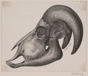 Animal Skull with Horns by Ubekendt