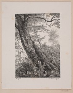 A Tree Trunk