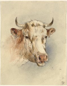 Head of a Bull