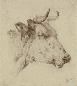 Head of a Cow