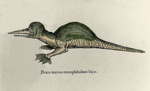 Representation of a marine dragon. Plate of a Natural History manuscript by Ulisse Aldrovandi (1522-1605) on monsters by Ulisse Aldrovandi